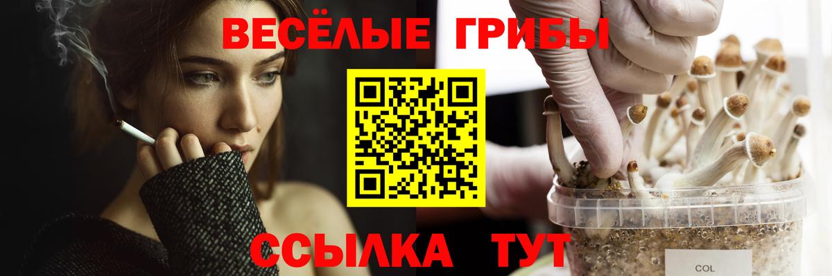 Псилоцибиновые грибы GOLDEN TEACHER Свободный